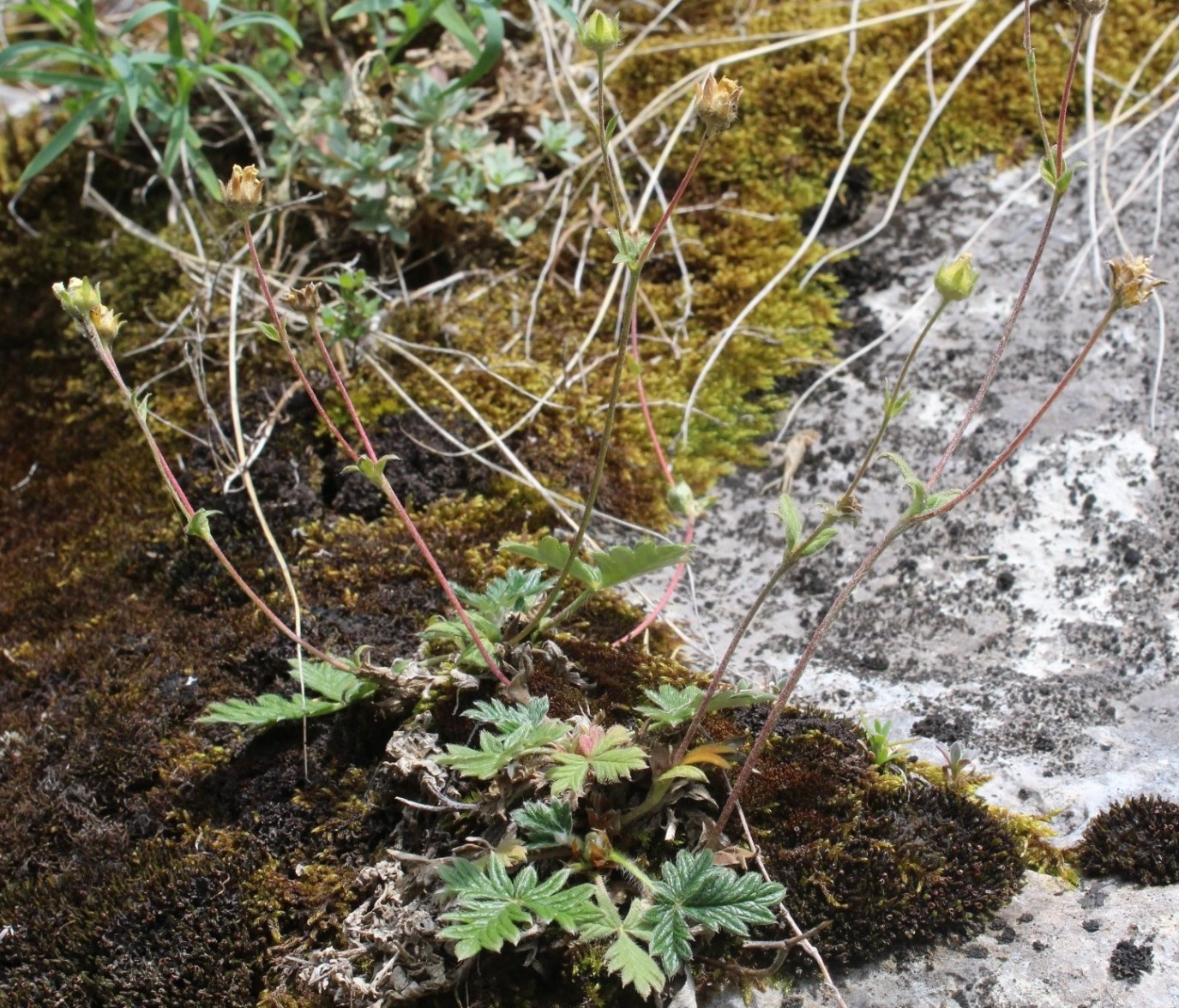 Image of Potentilla kuznetzowii specimen.