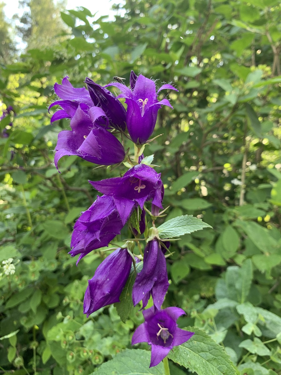 Image of Campanula latifolia specimen.