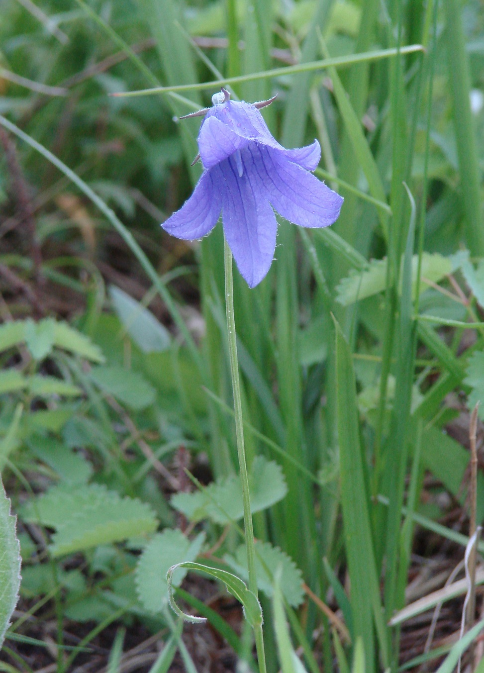 Image of Campanula turczaninovii specimen.