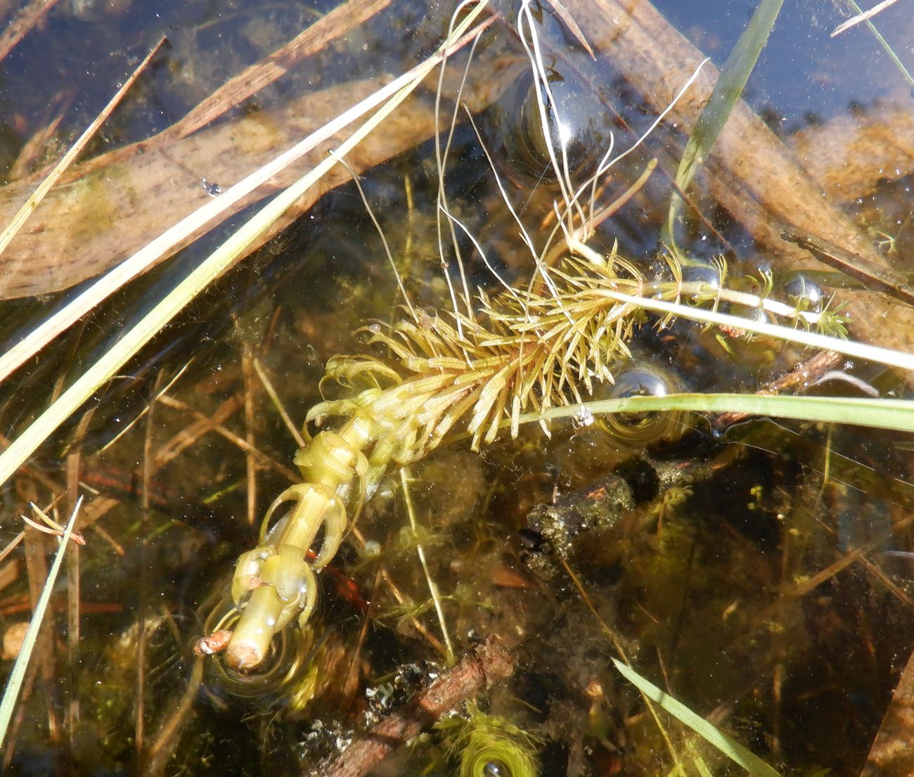 Image of Hippuris vulgaris specimen.