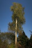 Betula pendula. Старое дерево на склоне холма. Московская обл., г. Истра, Новоиерусалимский монастырь, Гефсиманский сад, лесопарковая зона у Скита патриарха Никона. 22.09.2020.