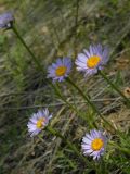 Aster alpinus. Верхушки цветущих побегов. Красноярский край, Эвенкийский р-н, Государвственный природный заповедник \"Тунгусский\", степной участок. 25.06.2014.