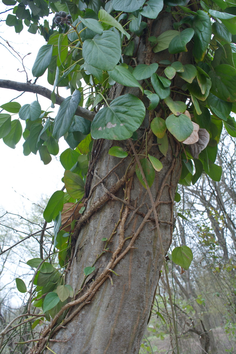 Image of Hedera pastuchovii specimen.