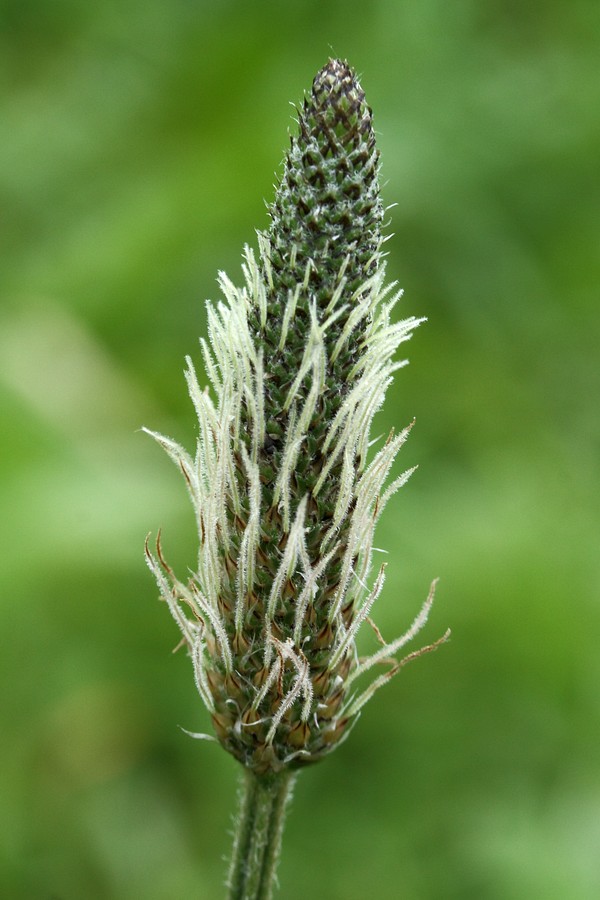 Image of Plantago lanceolata specimen.