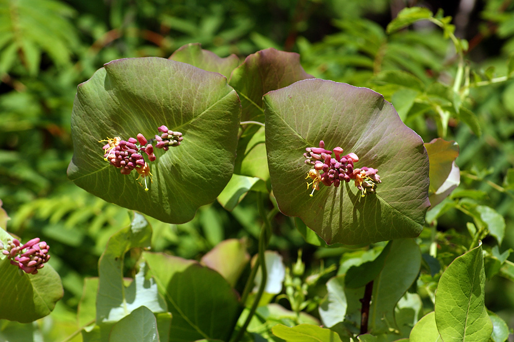 Image of Lonicera dioica specimen.