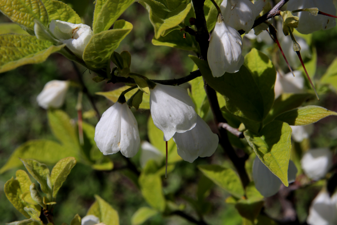 Image of Halesia carolina specimen.