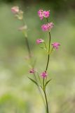 Viscaria vulgaris. Верхушка цветущего растения. Ростовская обл., Каменский р-н, окр. станицы Калитвенская, опушка смешанного леса. 23.05.2021.