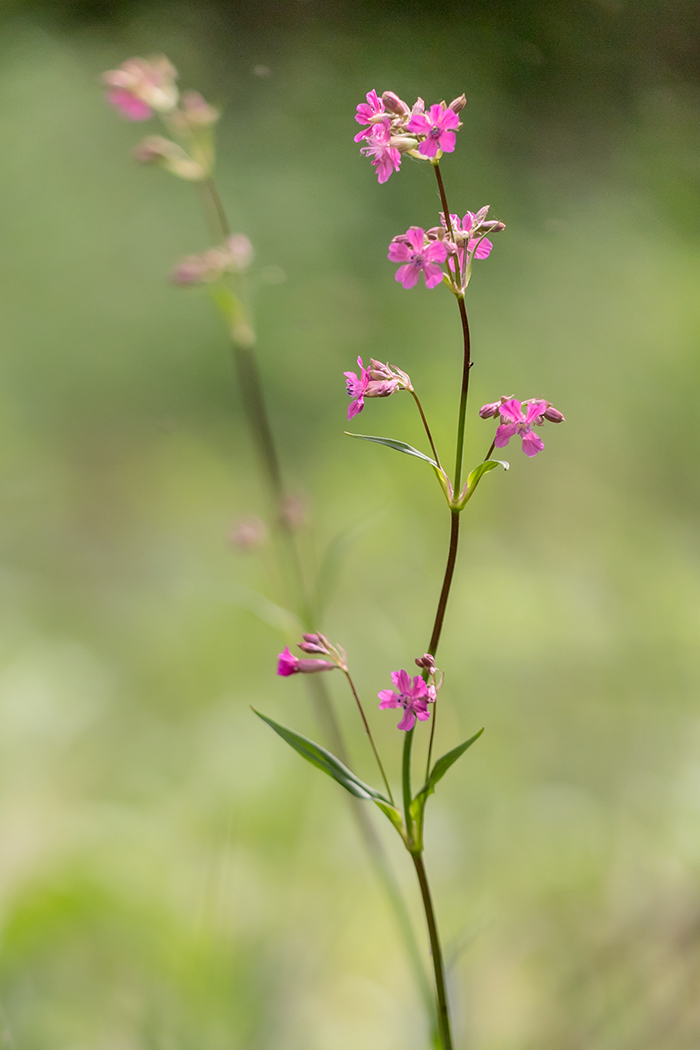 Изображение особи Viscaria vulgaris.