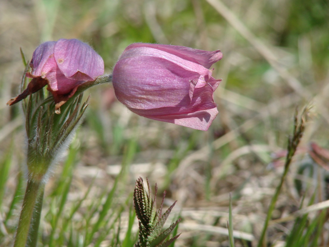 Изображение особи Pulsatilla orientali-sibirica.