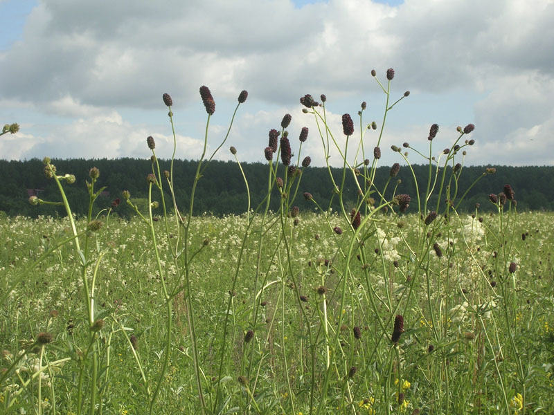 Изображение особи Sanguisorba officinalis.