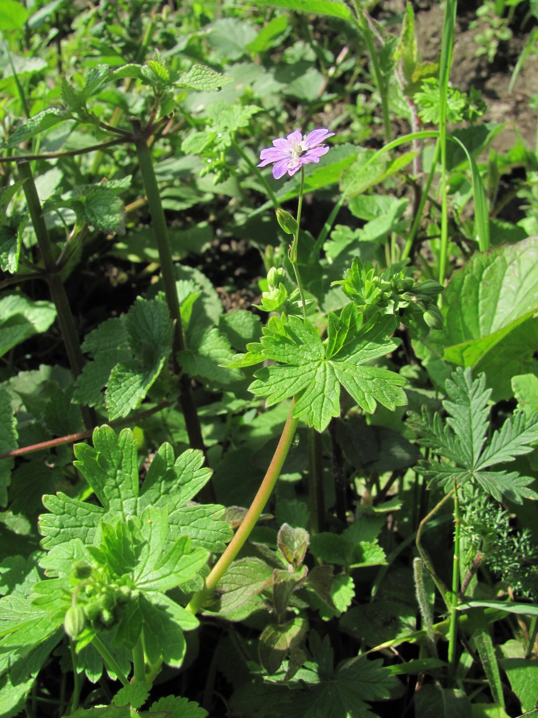 Image of Geranium depilatum specimen.