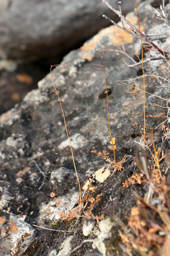 Image of Thalictrum alpinum specimen.