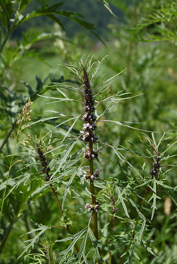 Image of Leonurus glaucescens specimen.