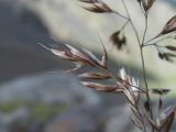 семейство Poaceae