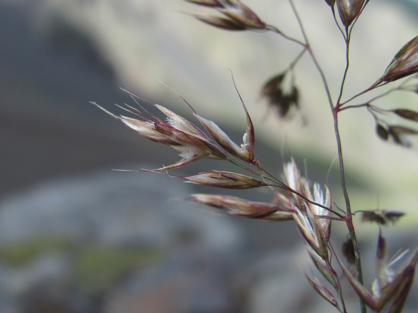 Изображение особи семейство Poaceae.