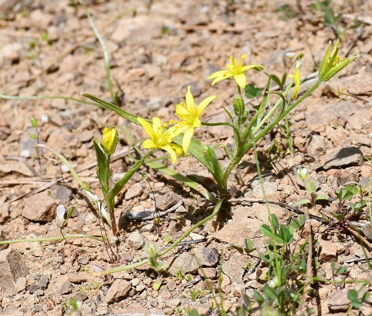 Image of Gagea juliae specimen.