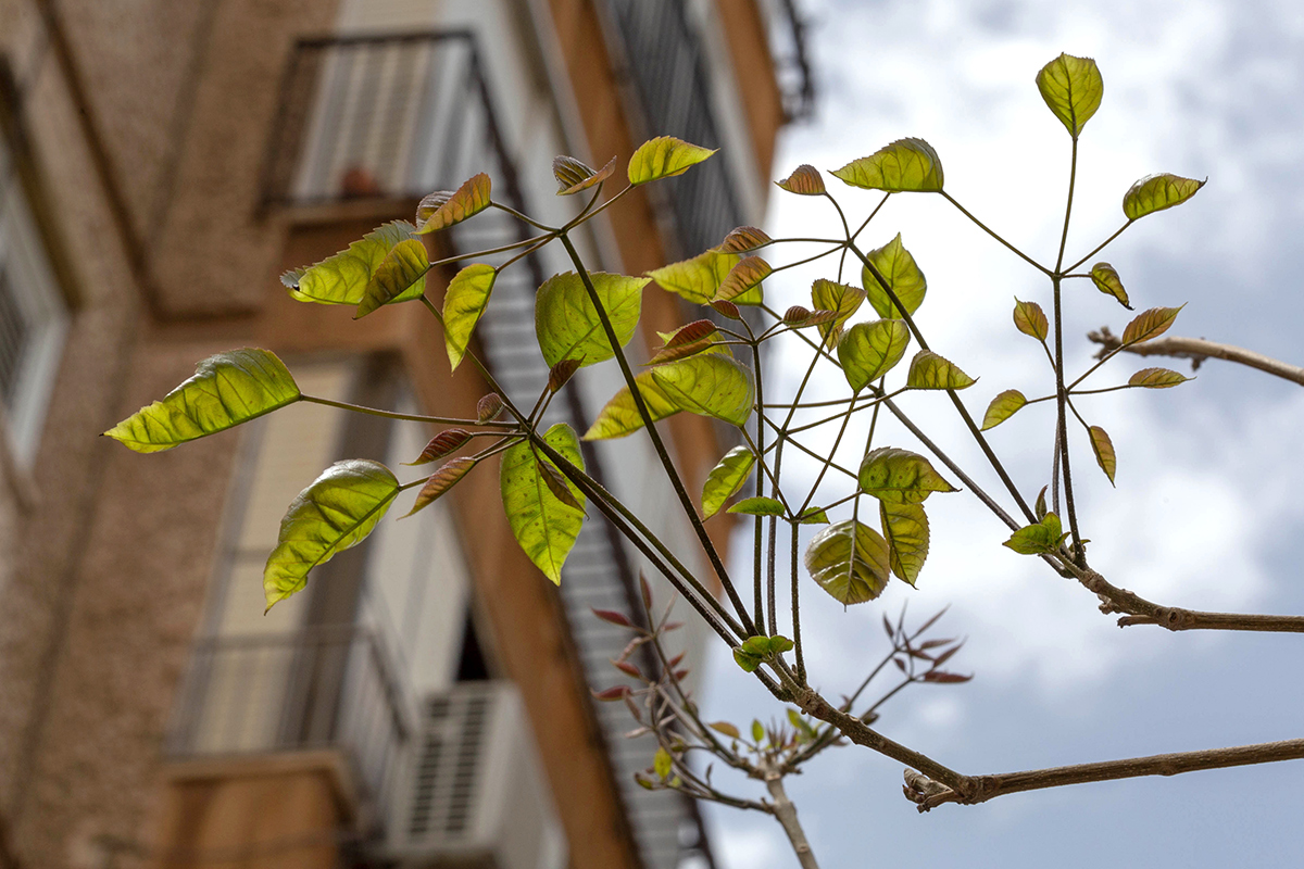 Изображение особи Tabebuia impetiginosa.