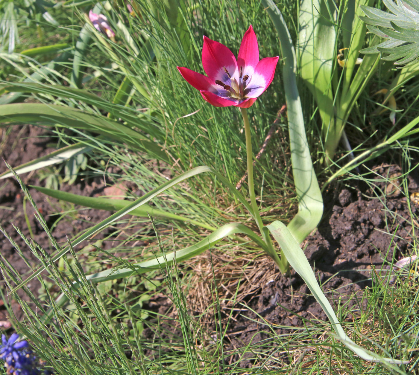 Image of Tulipa humilis specimen.