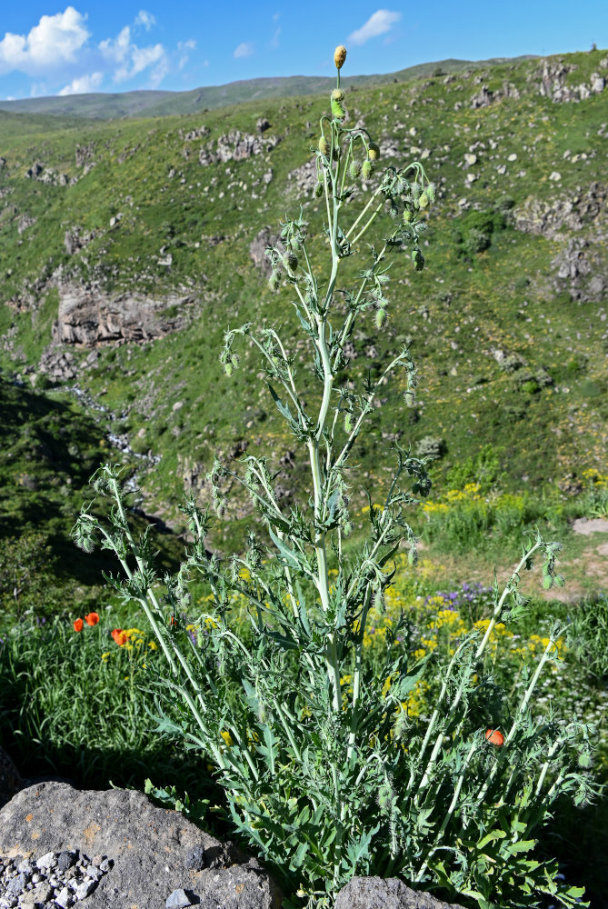 Изображение особи род Papaver.