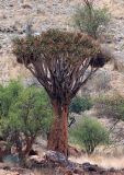 Aloidendron dichotomum