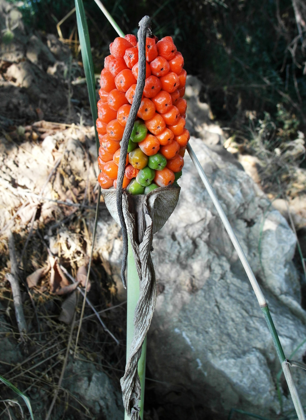 Image of genus Arum specimen.