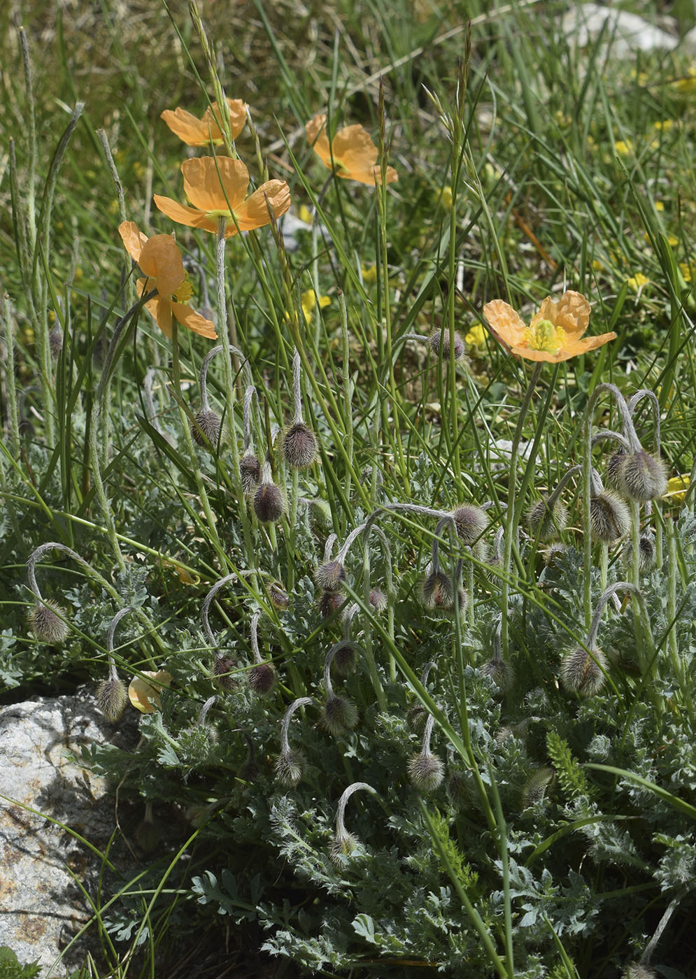 Изображение особи Papaver lapeyrouseanum.