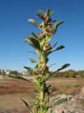 Amaranthus albus