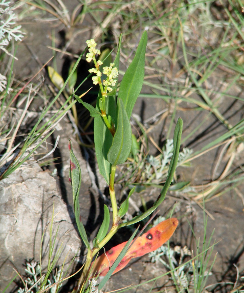 Image of Knorringia sibirica specimen.