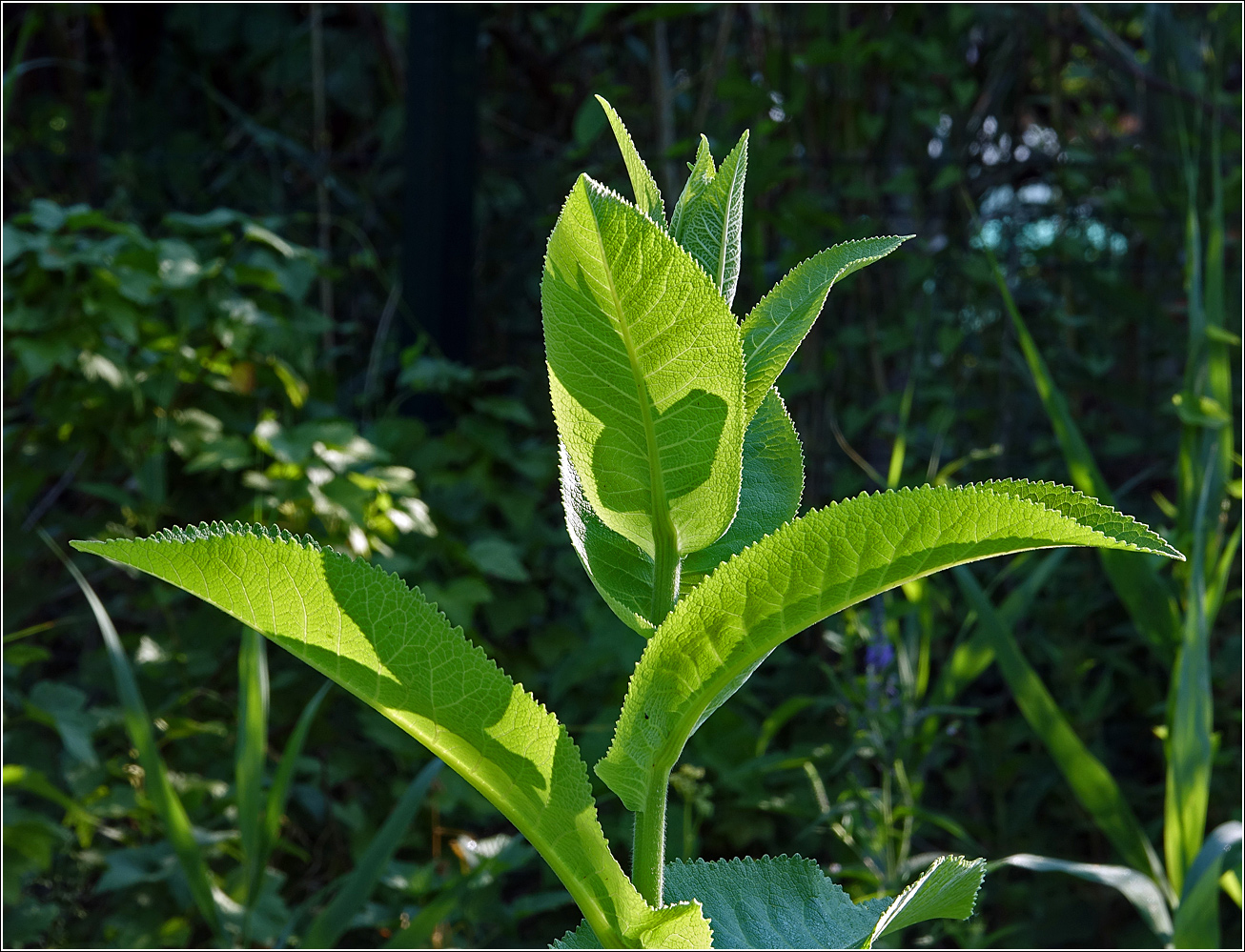 Image of Inula helenium specimen.