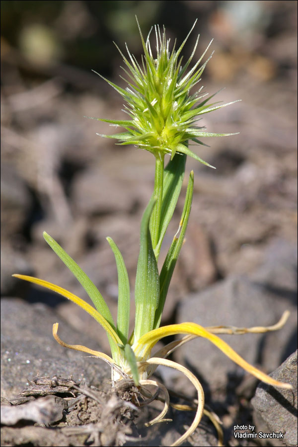 Image of Echinaria capitata specimen.