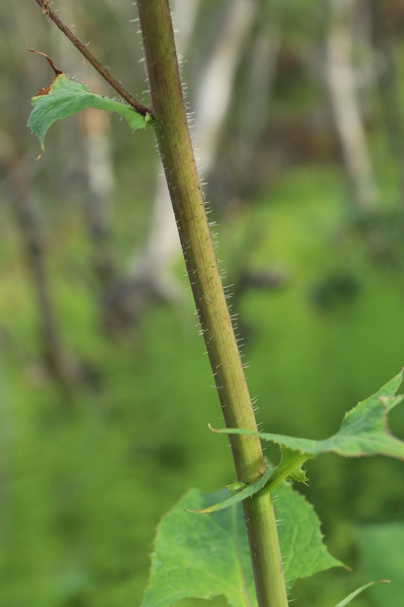 Image of Cicerbita alpina specimen.