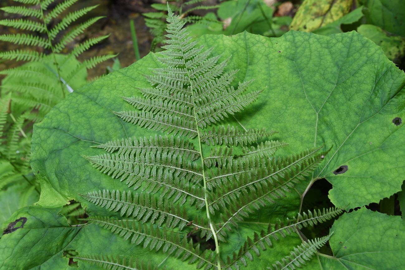 Image of Athyrium filix-femina specimen.