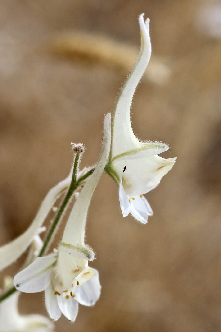 Изображение особи Delphinium leptocarpum.