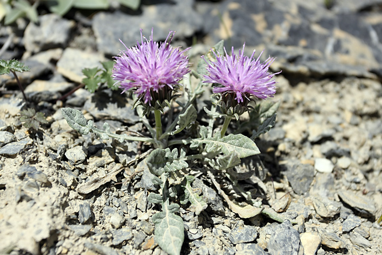 Image of Jurinea algida specimen.