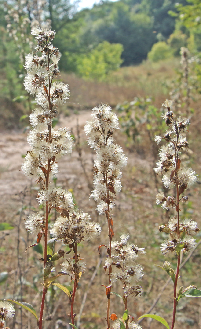 Изображение особи Solidago virgaurea.