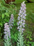 Смотреть изображение Fritillaria persica