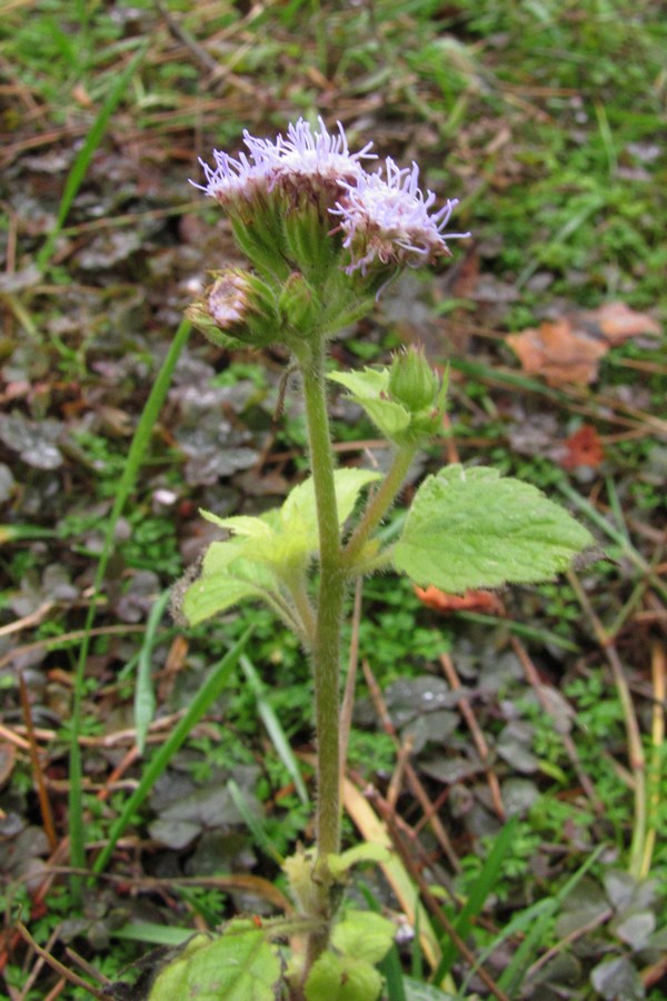 Image of Ageratum houstonianum specimen.