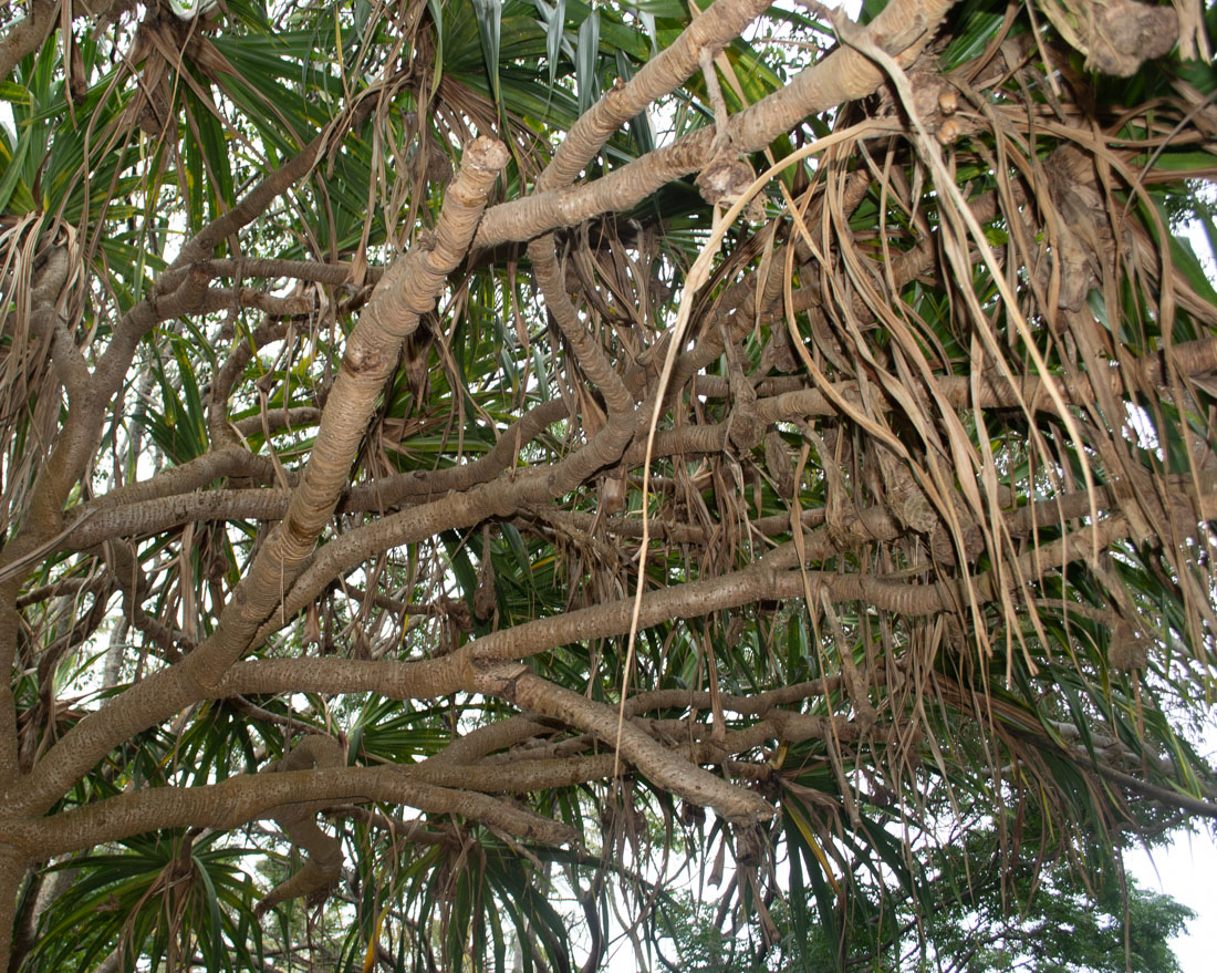 Image of Pandanus odorifer specimen.