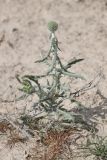 Echinops nanus. Бутонизирующее растение. Таджикистан, Согдийская обл., горы Окбель, лёссовый склон. 7 мая 2023 г.