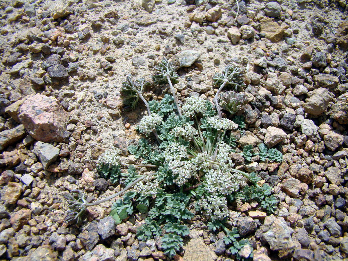 Image of Lomatocarpa alata specimen.