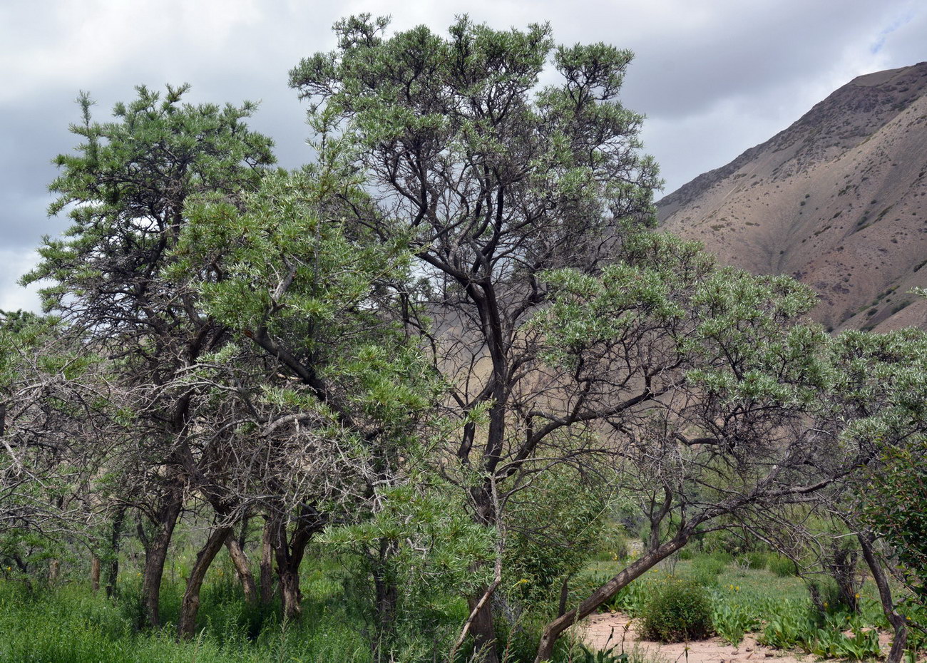 Image of Hippophae rhamnoides specimen.