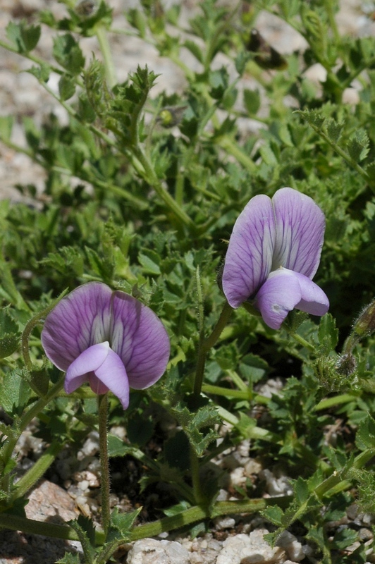 Image of Cicer songaricum specimen.