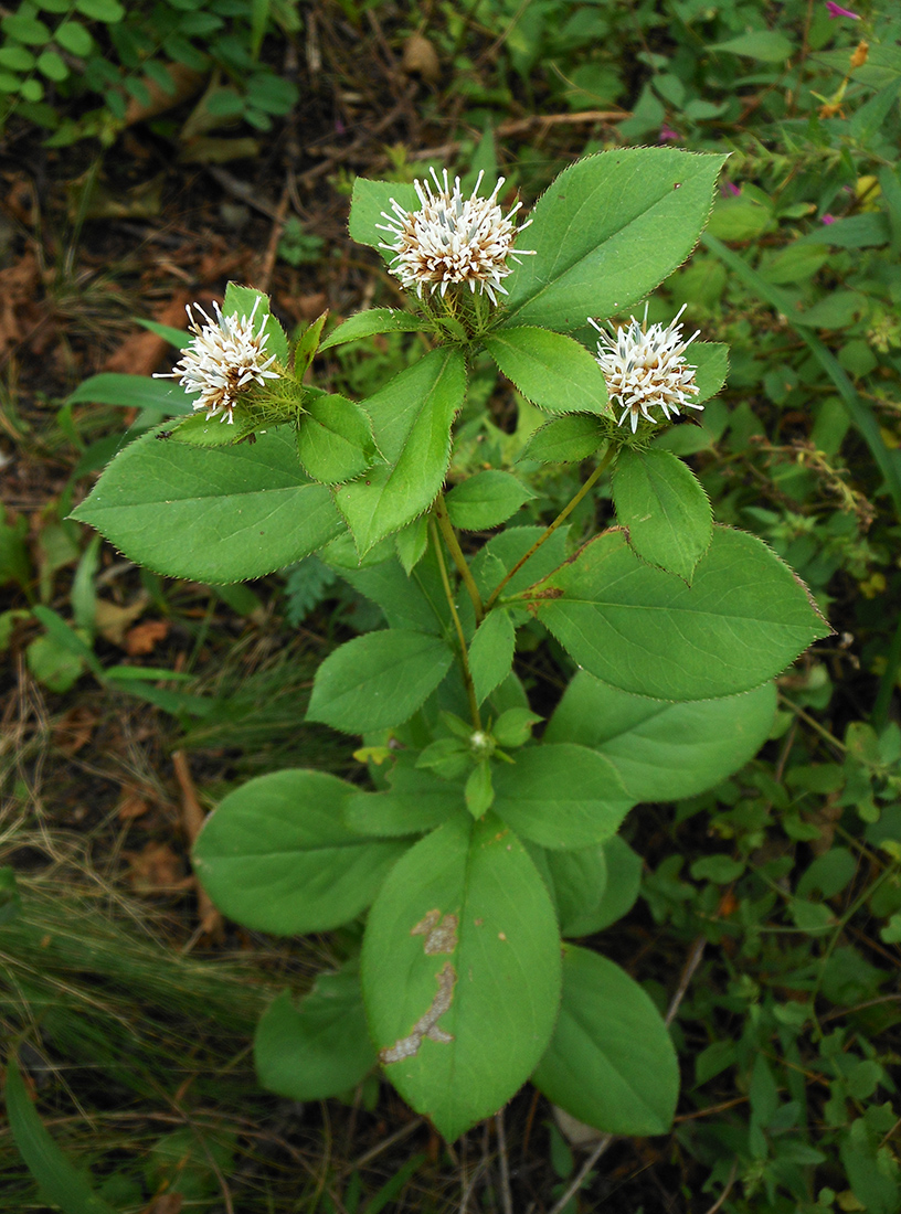 Изображение особи Atractylodes ovata.