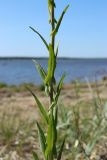 Isatis tinctoria