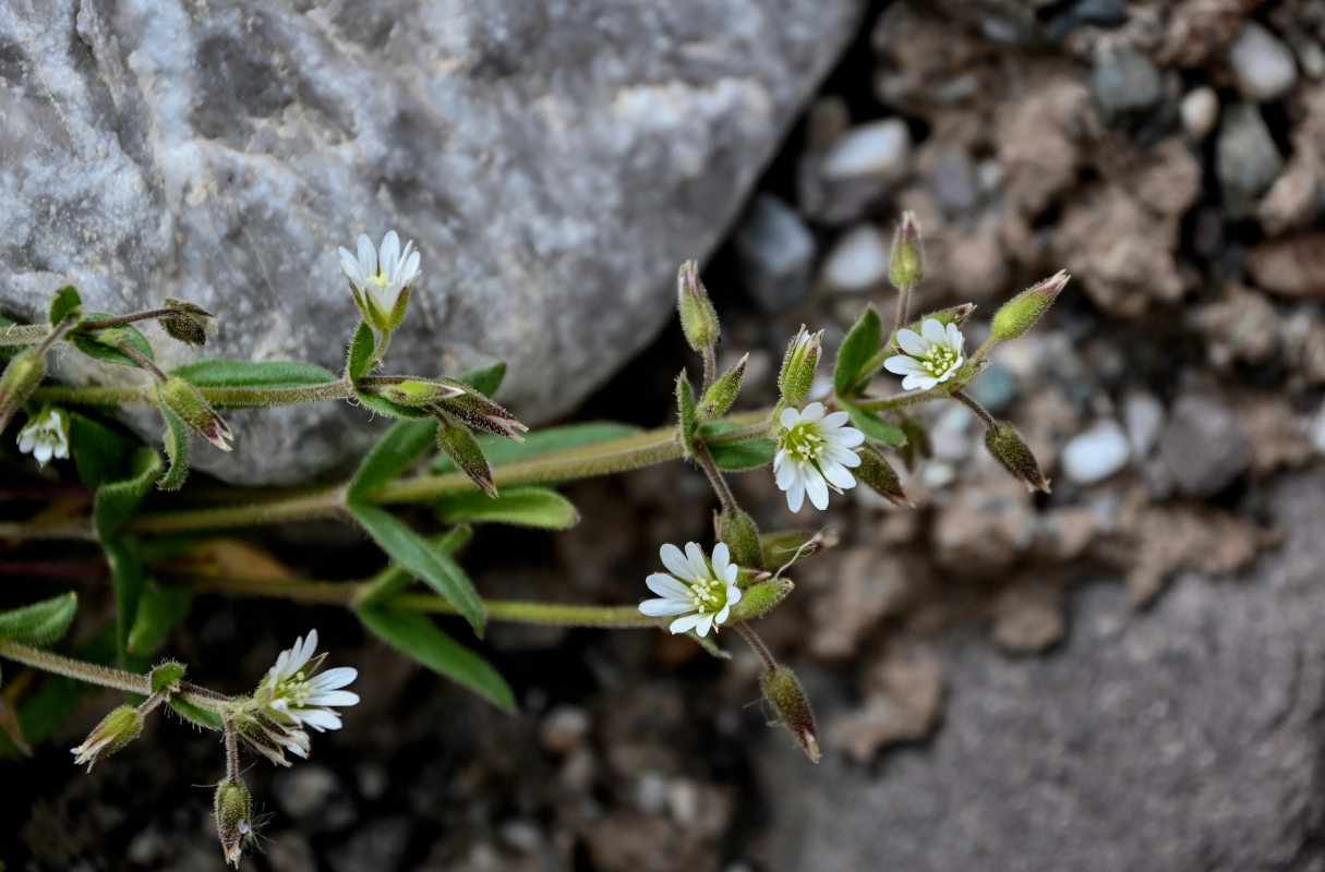 Изображение особи Cerastium pusillum.