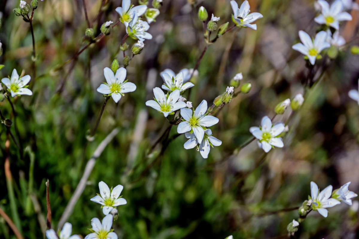 Image of Minuartia lineata specimen.