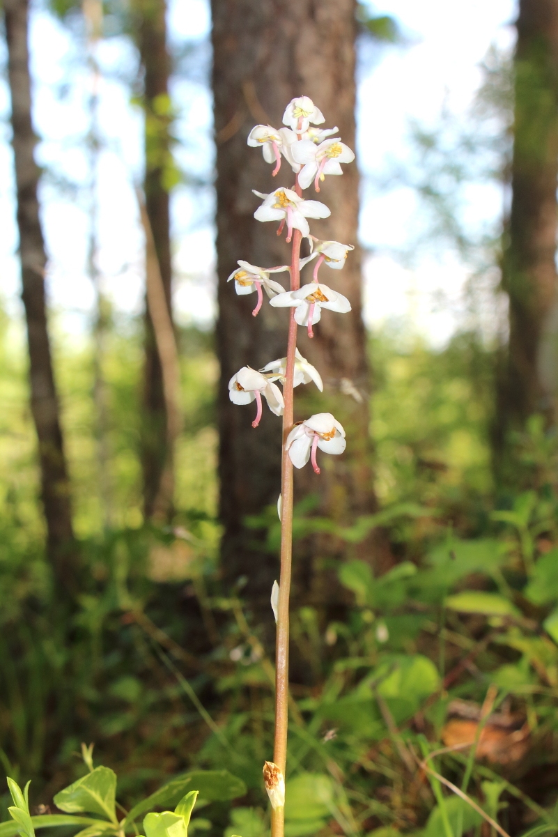 Image of Pyrola incarnata specimen.