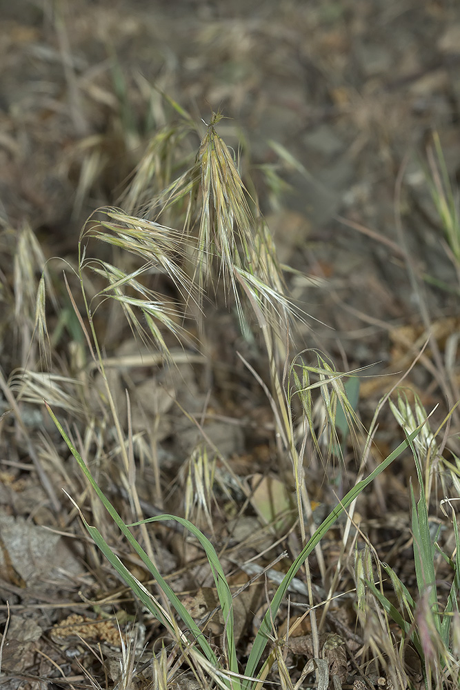 Изображение особи Anisantha tectorum.