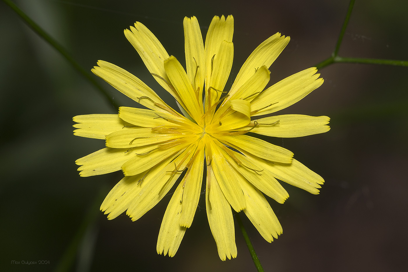 Image of Lapsana intermedia specimen.