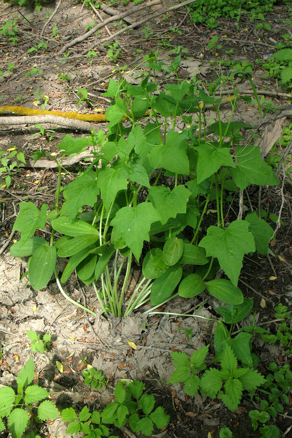 Изображение особи Echinocystis lobata.